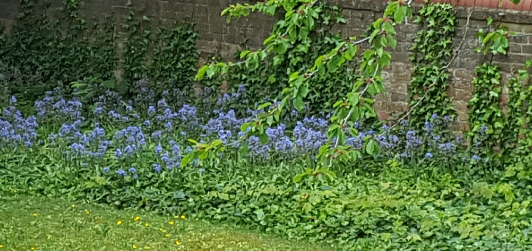 45 banbury road garden bluebells